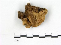 登錄號:F0003895藏品圖，第1張