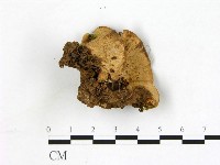 登錄號:F0003895藏品圖，第3張