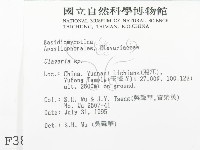 珊瑚菌屬藏品圖，第2張