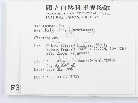 珊瑚菌屬藏品圖，第2張