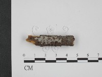 登錄號:F0003900藏品圖，第1張