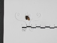 登錄號:F0003901藏品圖，第1張