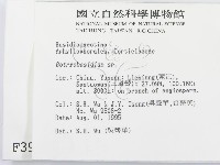 串擔革菌屬藏品圖，第2張
