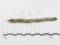 串擔革菌屬藏品圖，第3張