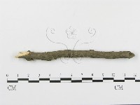 串擔革菌屬藏品圖，第4張