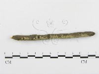 串擔革菌屬藏品圖，第5張