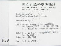 絲皮菌屬藏品圖，第2張