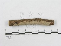 絲皮菌屬藏品圖，第1張