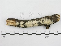 絲皮菌屬藏品圖，第3張