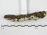 絲皮菌屬藏品圖，第4張