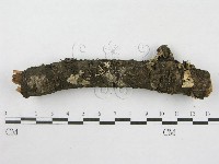 絲皮菌屬藏品圖，第5張