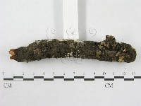 絲皮菌屬藏品圖，第6張