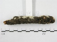絲皮菌屬藏品圖，第7張