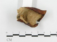 多孔菌屬藏品圖，第4張