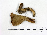 登錄號:F0003914藏品圖，第1張