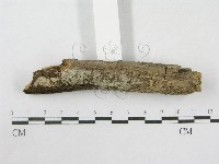 絲皮菌屬藏品圖，第3張