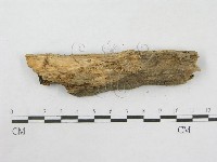 絲皮菌屬藏品圖，第4張