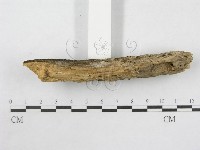 絲皮菌屬藏品圖，第5張