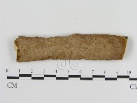 刺革菌屬藏品圖，第1張