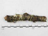 絲皮菌屬藏品圖，第1張