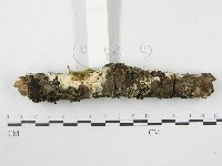 絲皮菌屬藏品圖，第3張
