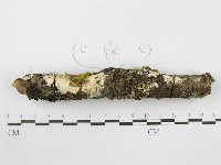 絲皮菌屬藏品圖，第4張