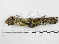 絲皮菌屬藏品圖，第5張