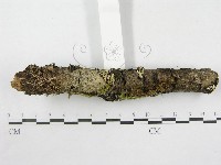 絲皮菌屬藏品圖，第6張