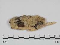 登錄號:F0003921藏品圖，第1張