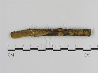 刺革菌屬藏品圖，第1張