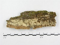登錄號:F0003926藏品圖，第1張
