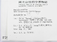 射脈菌屬藏品圖，第2張