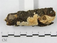射脈菌屬藏品圖，第4張