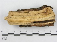 射脈菌屬藏品圖，第5張