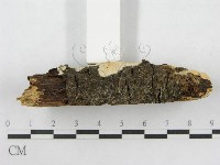 射脈菌屬藏品圖，第6張