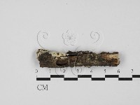 絲皮菌屬藏品圖，第1張