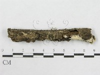 絲皮菌屬藏品圖，第4張