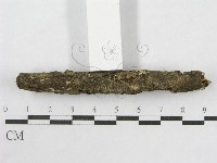 絲皮菌屬藏品圖，第5張