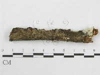 絲皮菌屬藏品圖，第6張