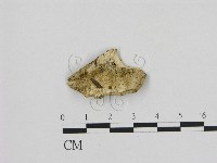 寡孔菌屬藏品圖，第1張