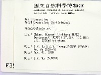 顯絲菌屬藏品圖，第2張