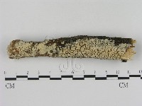 登錄號:F0003936藏品圖，第1張