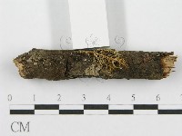 筍殼菌屬藏品圖，第4張