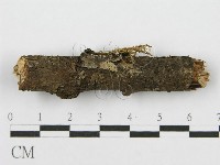 筍殼菌屬藏品圖，第7張