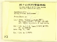 刺皮菌屬藏品圖，第2張