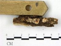 刺皮菌屬藏品圖，第3張