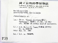 顯絲菌屬藏品圖，第2張