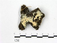 顯絲菌屬藏品圖，第1張