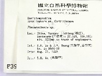 顯絲菌屬藏品圖，第2張