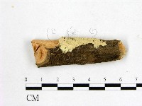 顯絲菌屬藏品圖，第1張